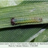 lasiommata maera larva l1 daghestan 1